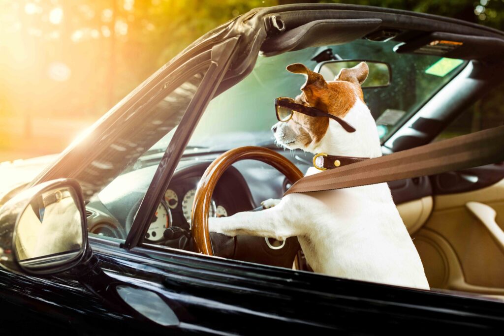 Drive Into the Dog Days of Summer With A Low Rate